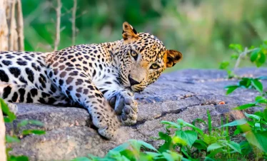 12 Day Sri Lanka Uncovered, Premium Group tour