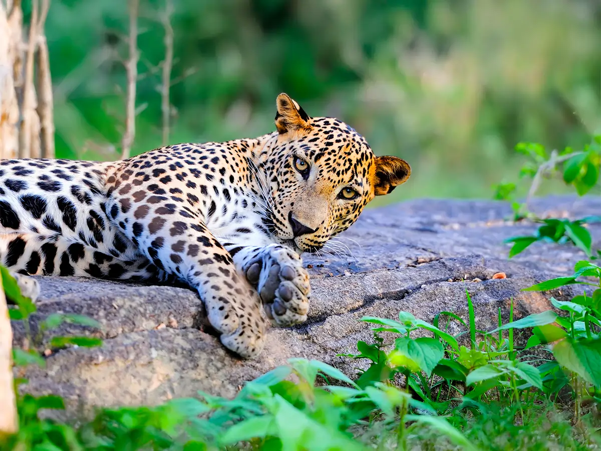 leopard-2026-01-06-09-55-59-utc