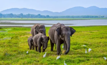 18 Days Tropical Sri Lanka