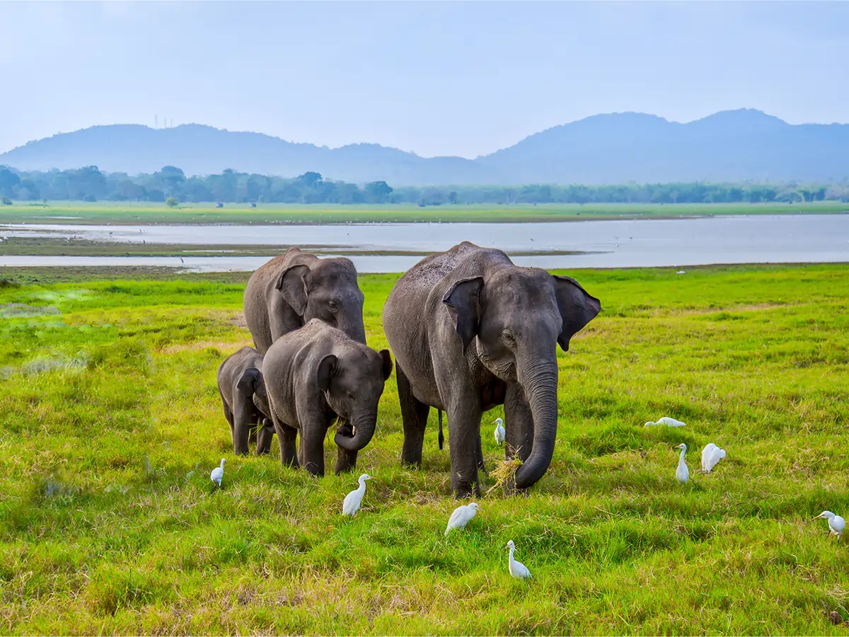 animal-2026-01-06-09-36-35-utc